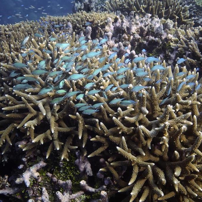 UN ocean treaty talks resume with goal to save biodiversity